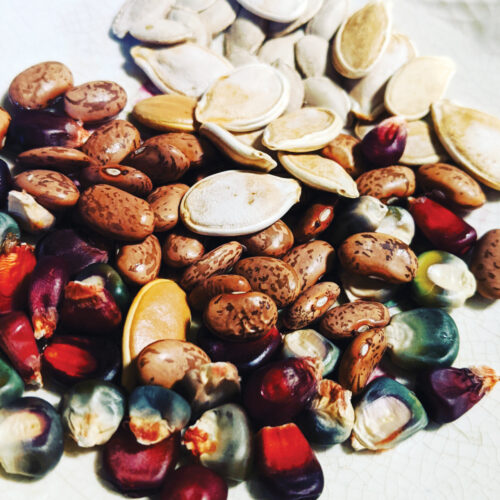 Saving Culturally Significant Seeds